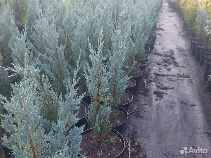 Можжевельник скальный Мунглоу 70см (3л.)