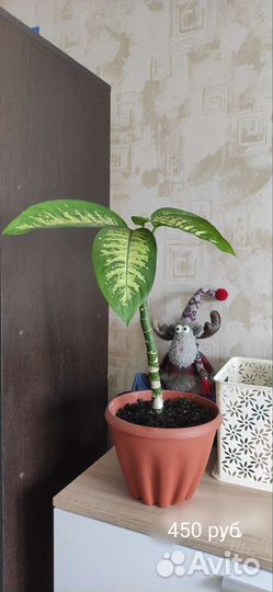 Диффенбахия