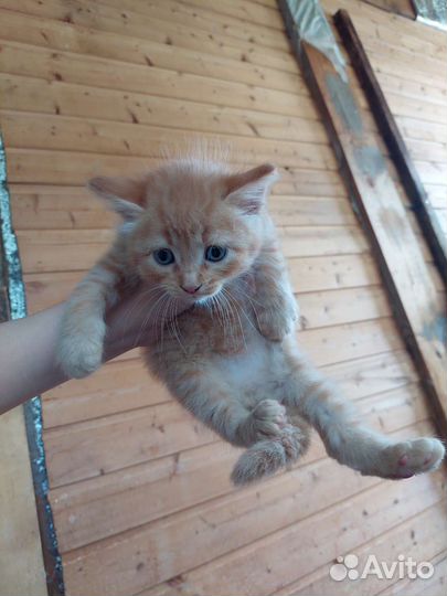 Кошка в дар бесплатно