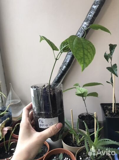 Клеродендрум Томпсона