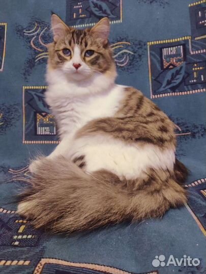 Котик Тихон