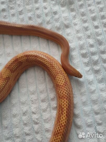 Змея маисовый полоз