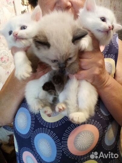 Красивые котята Донецк Ростовская обл