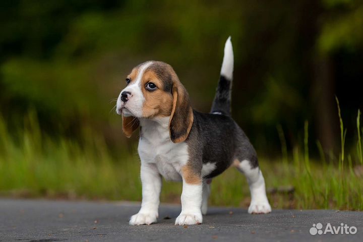 Щенки бигль - кобель