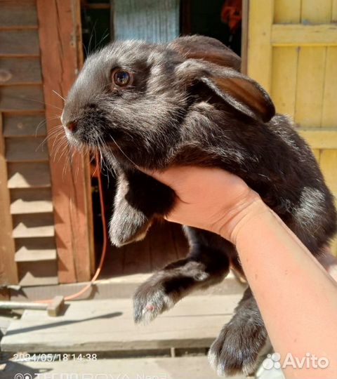 Кролики великаны