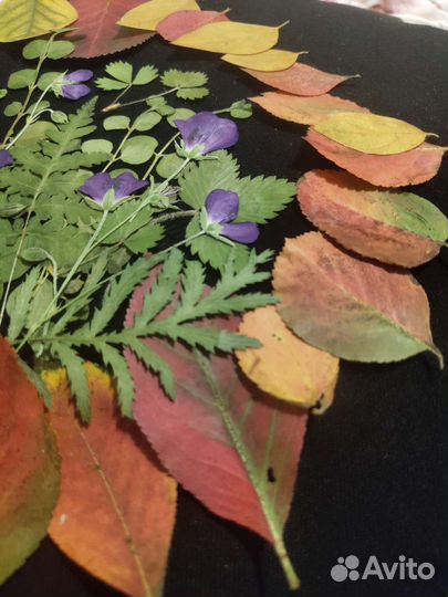 Сухоцветы для творчества