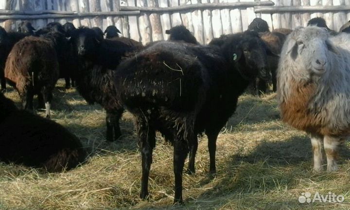 Эдильбаевские ярки, бараны матки