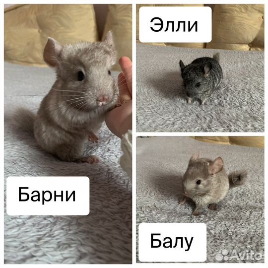 Шиншилла / шиншиллята