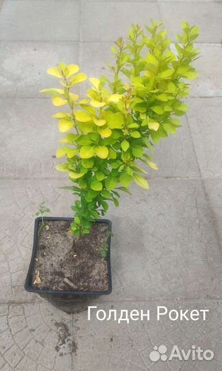 Барбарис тунберга