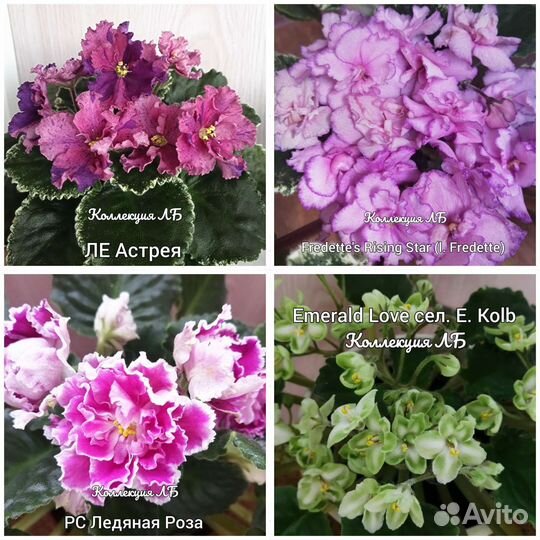 Фиалки сортовые