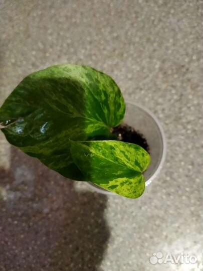 Эппипремнумы, сингониумы