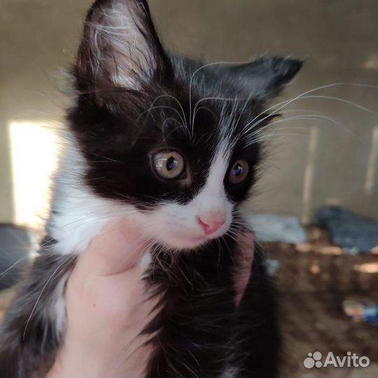 Котята