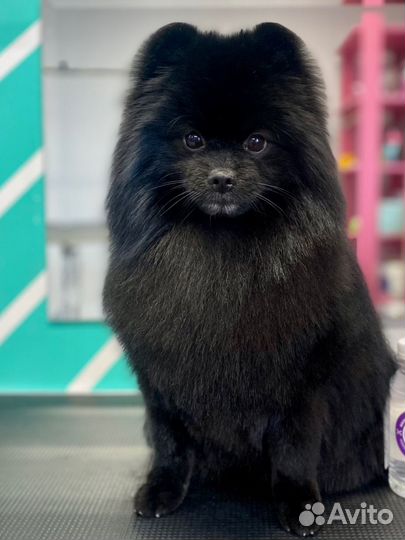 Стрижка собак и кошек, чистка зубов ультразвук