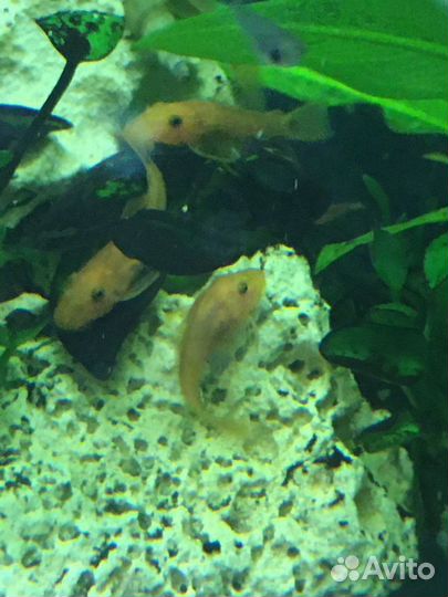 Анциструс super ред