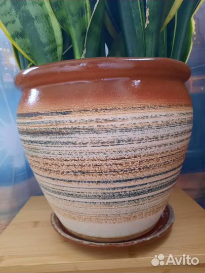 Сансевиерия