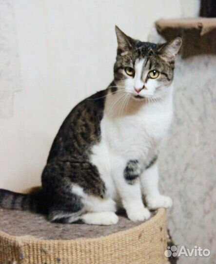 Добрая, контактная кошечка давно ищет дом