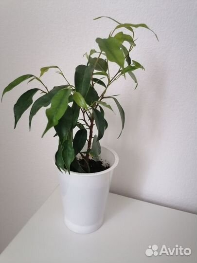 Цветы комнатные, фикус,бегония,коллизия
