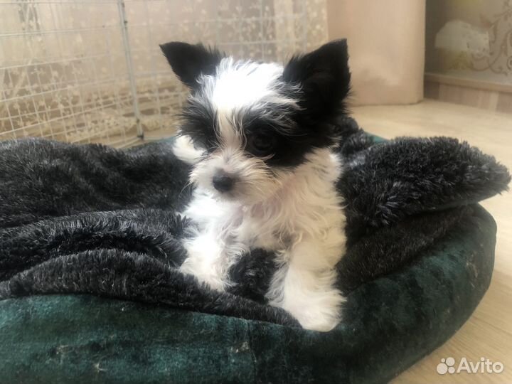 Йоркширский mini бивер