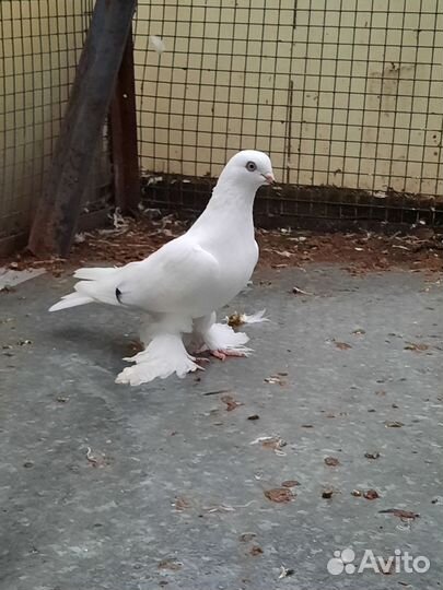 Голуби