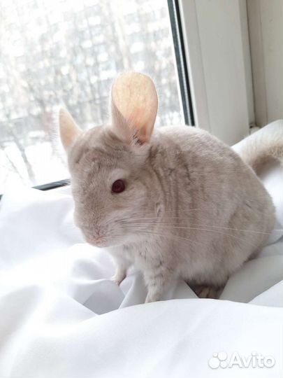 Шиншилла гомобежевая нф, на, нс