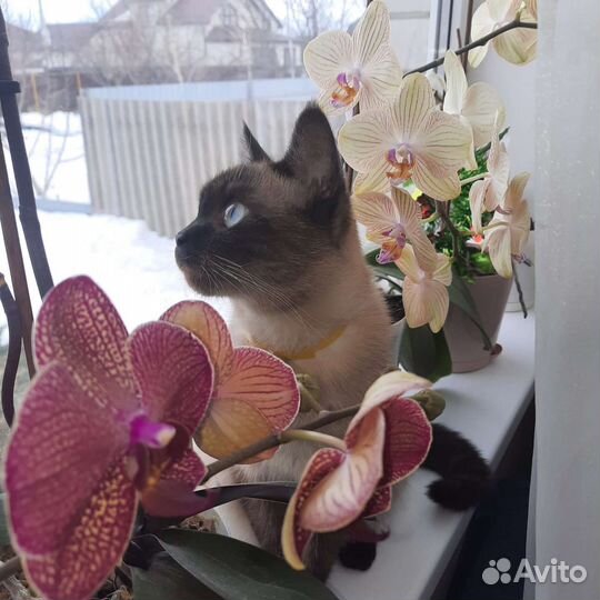 Тайская кошка