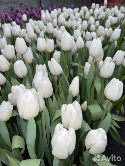 Тюльпаны к 8 марта оптом
