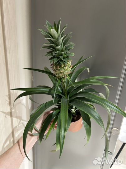 Ананас комнатный в горшке