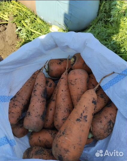 Морковь опт