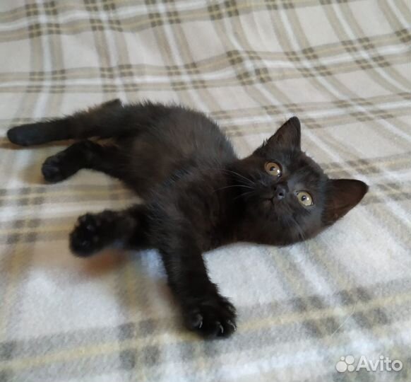 Отдам кошечку-2 мес