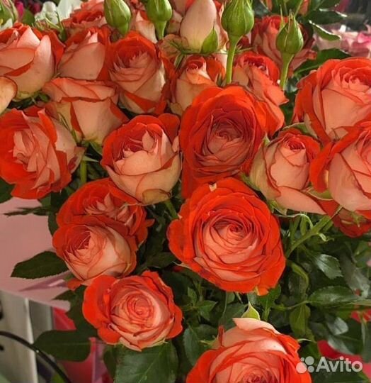 Розы гигантские красивые