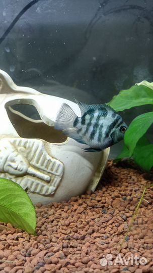 Сапфировый попугай