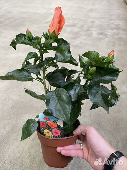 Гибискус китайская роза