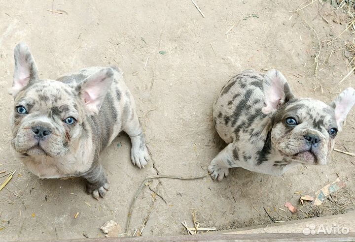 Французские бульдожки