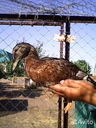 Подсадные утки