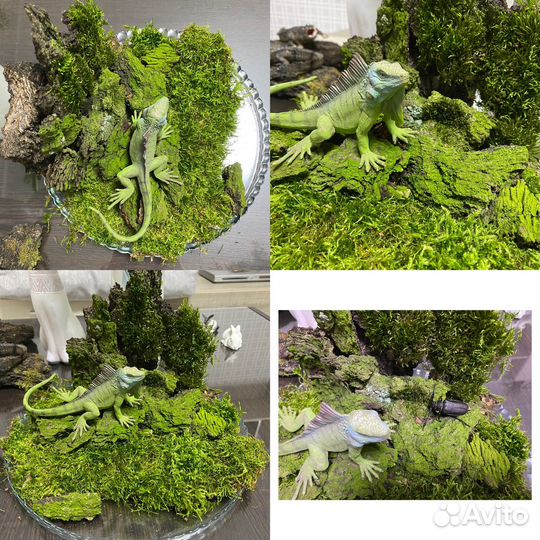 Кора деревьев