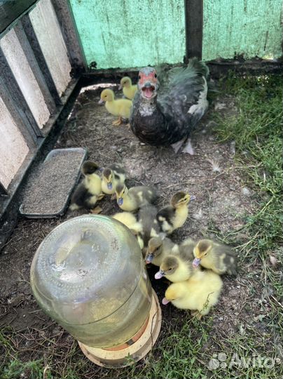 Индоутята+утка бесплатно