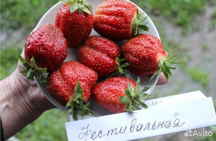 Клубника рассада