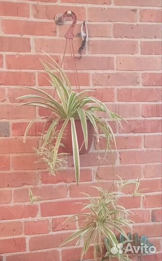 Хлорофитум полосатый