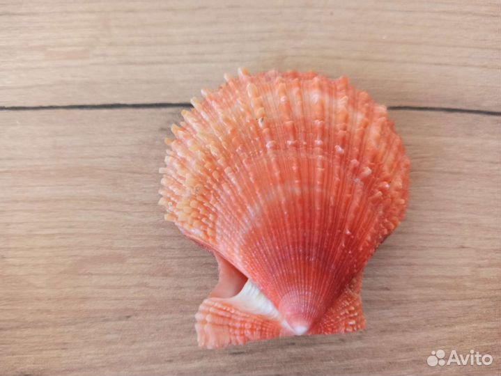 Морская раковина