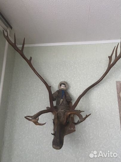Чучело голова оленя