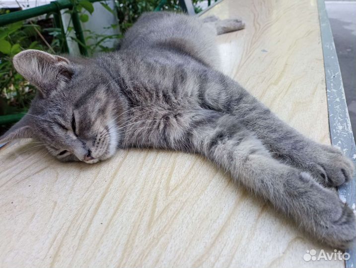 Очень красивый котенок, честное слово