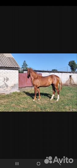 Продам жеребчиков Донской породы