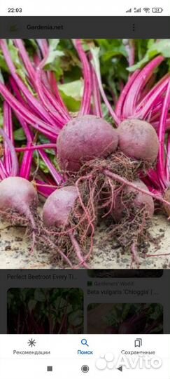 Картофель Молодой Морковь Свекла