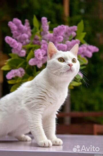 Котенок мальчик бесплатно