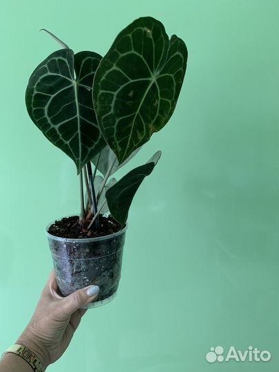 Антуриум кларинервиум