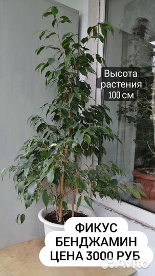 Фикус бенджамина большой