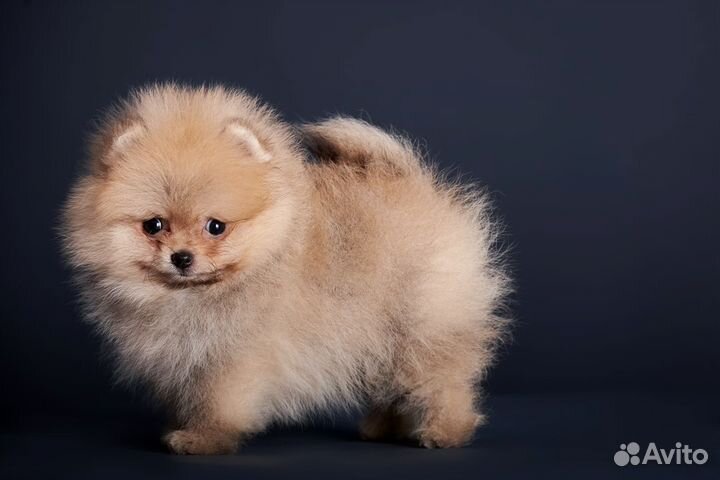 Щенки шпица