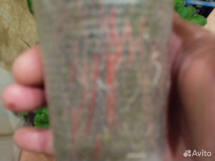 Саженцы ягоды Фестивальная