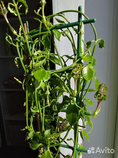 Церопегия сандерсона