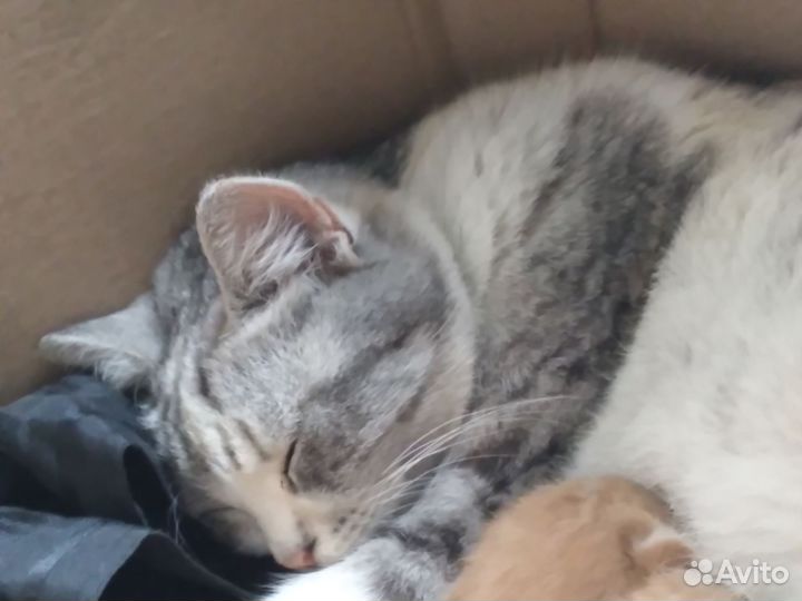Отдаю кошку,девочка, 3 года